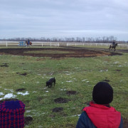 Поездка на конезавод