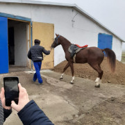 Экскурсия на конезавод