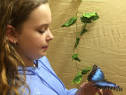 Экскурсия в краеведческий музей на выставку тропических бабочек