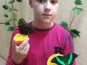 Экскурсия в краеведческий музей на выставку тропических бабочек